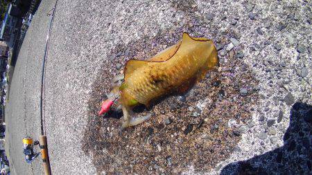 越前海岸でエギング