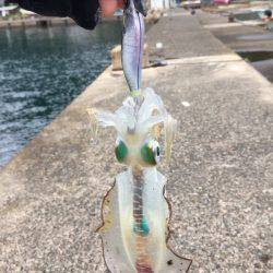 今秋初エントリー