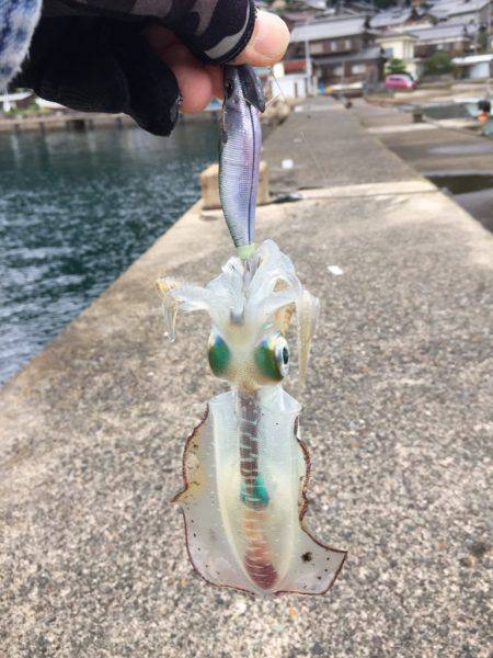 今秋初エントリー