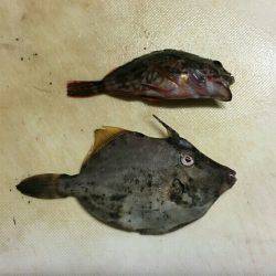 三重南部釣（調）査 2回目