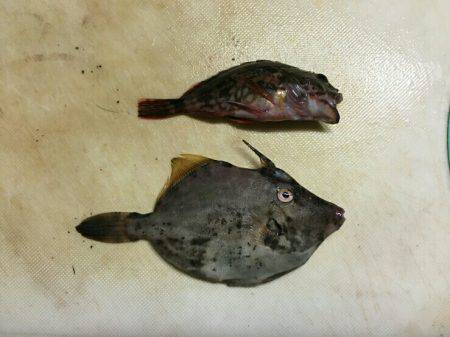 三重南部釣（調）査 2回目