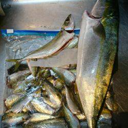 夜明け前からサビキ釣り♪