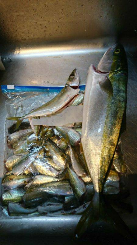 夜明け前からサビキ釣り♪