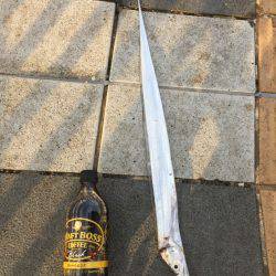 マリーナシティ釣果