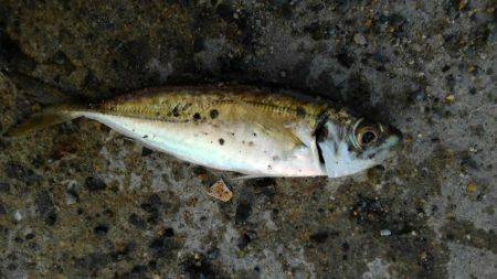 ファミリーフィッシングでGET！！