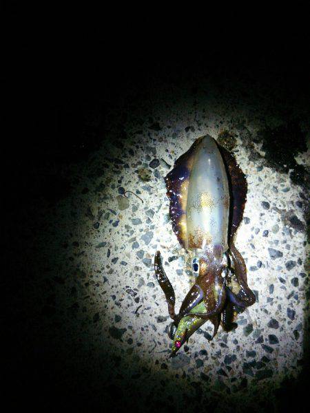 今シーズン初エギング