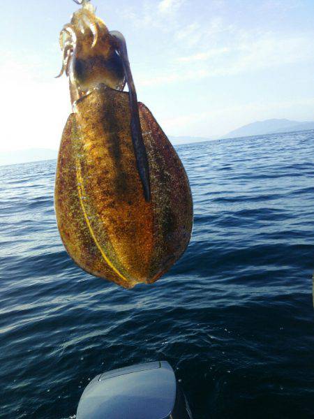 ティップランから心折れてタイラバ