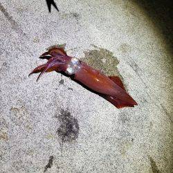 今年初エギング！