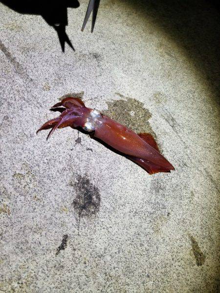 今年初エギング！