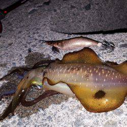 夕方からブラっと