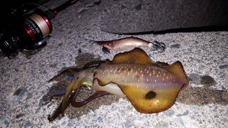 夕方からブラっと