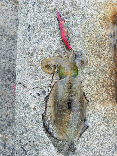 ウキウキエギング釣行♪