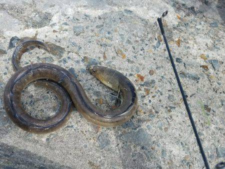 五目釣り達成！