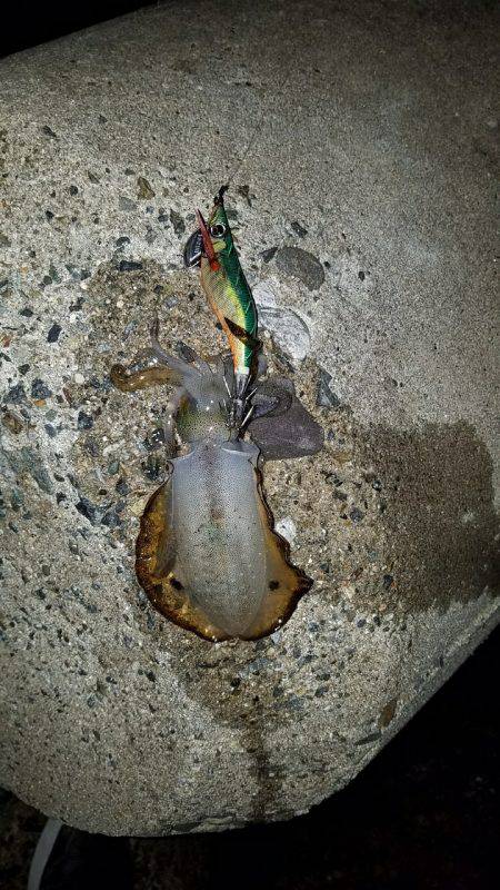爆釣アオリイカ