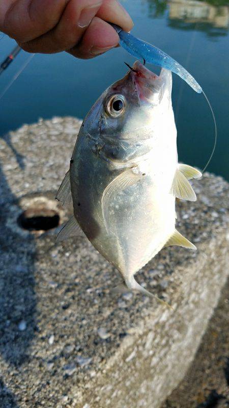 メッキ釣り(エバ)