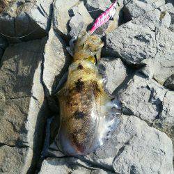 休日のエギング