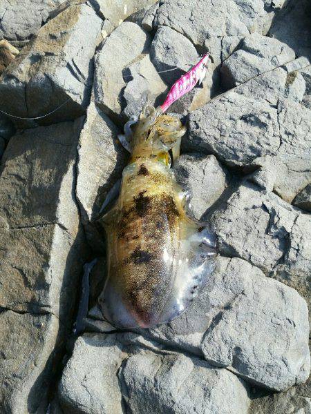 休日のエギング