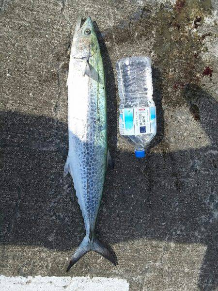 どこもかしこも竿人竿