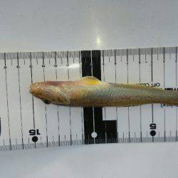 武庫川のはぜつり