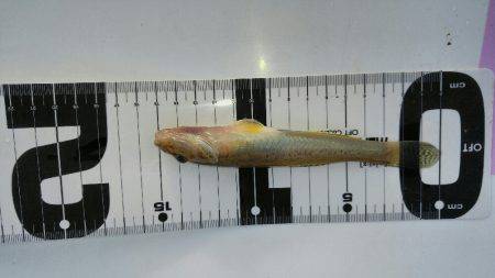 武庫川のはぜつり