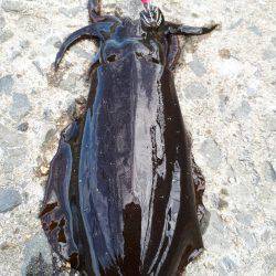 アオリイカ連発