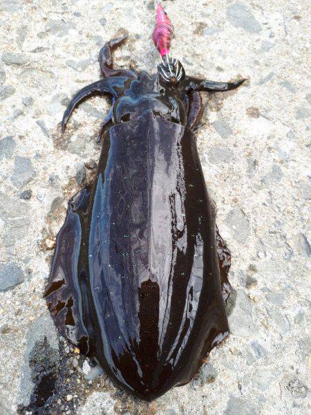 アオリイカ連発