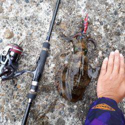 風なくてやりやすいエギング