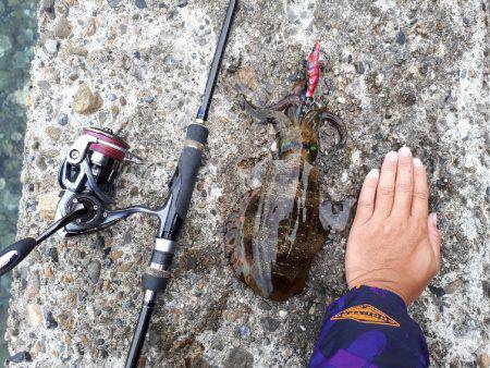 風なくてやりやすいエギング