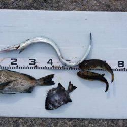 またしてもヒラマサに出会えず