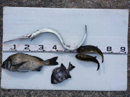 またしてもヒラマサに出会えず