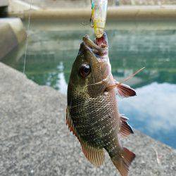 マングローブジャック、ギンガメアジ