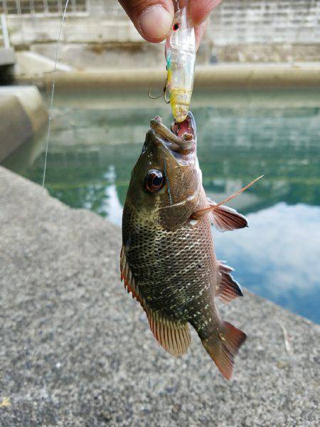 マングローブジャック、ギンガメアジ