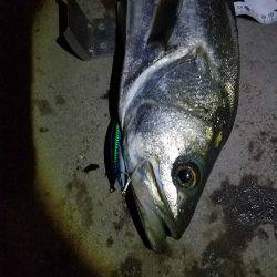 シーバスフィッシング