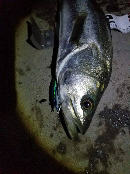 シーバスフィッシング