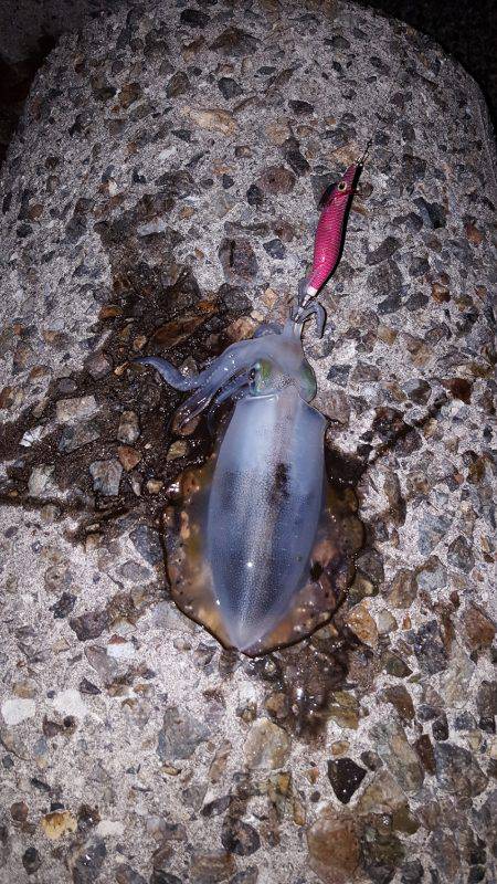 秋アオリ満喫？