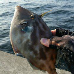 ポーアイ沖堤釣行