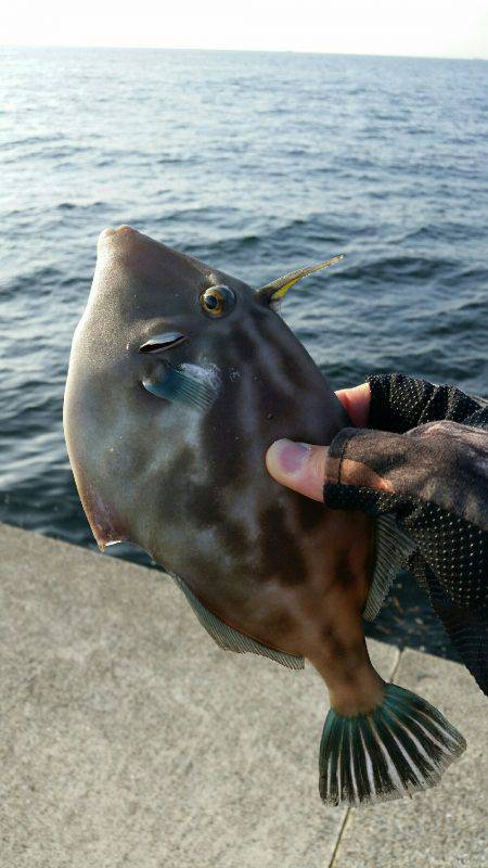 ポーアイ沖堤釣行