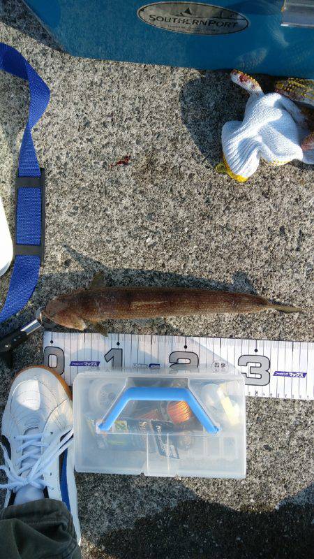 神戸渡船さんに乗りまして