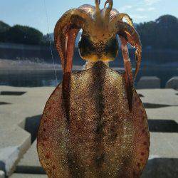 気合い入れてのエギング！