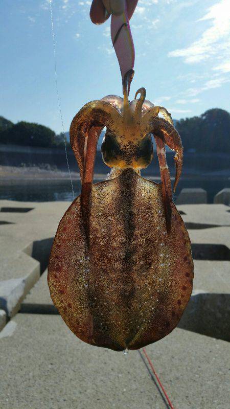 気合い入れてのエギング！