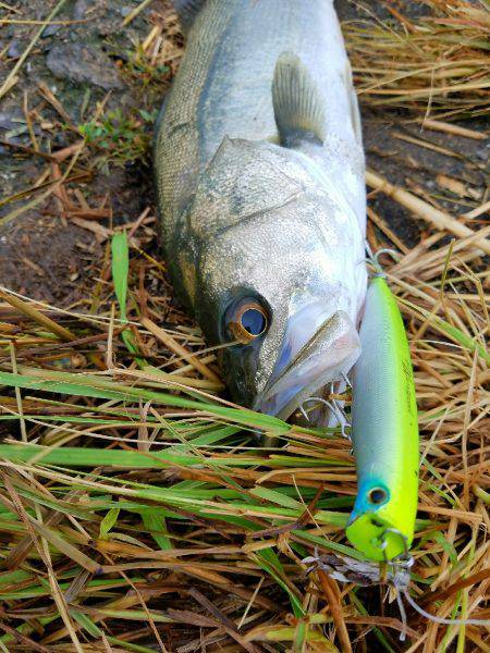 シーバスフィッシング