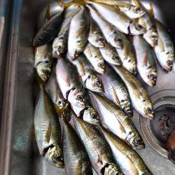 キャロアジ爆釣