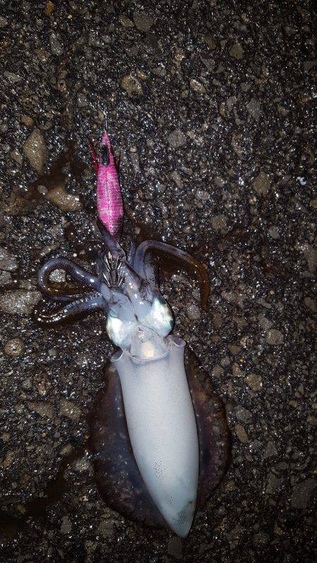 秋アオリが釣りたい～season3～