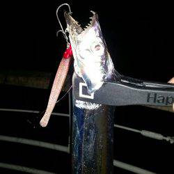 南港太刀魚調査