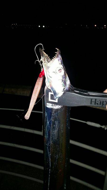 南港太刀魚調査