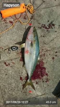 ハマチがヒット