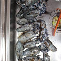 エギとタチウオ