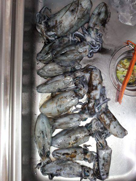 エギとタチウオ