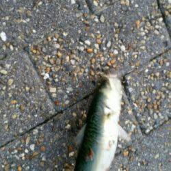 タチウオ調査 そろそろ気配あり