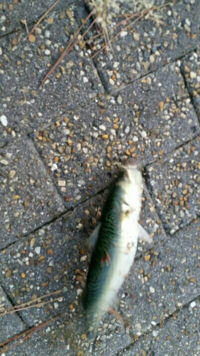 タチウオ調査 そろそろ気配あり